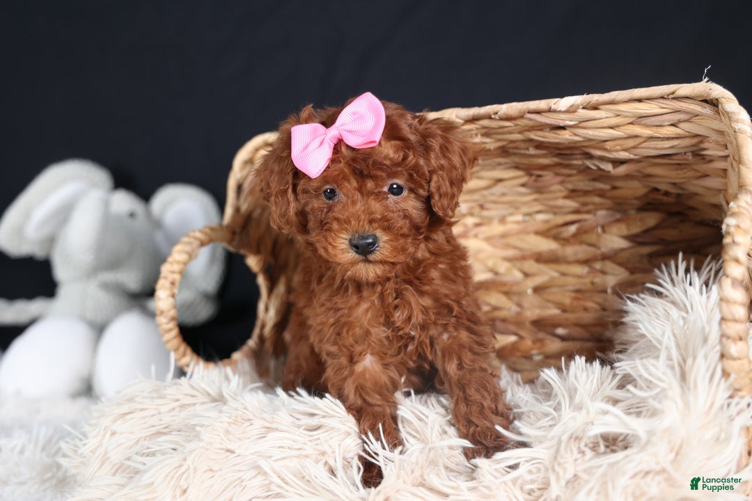 Miniature Poodle dogs for sale: BELLA - Ad 9