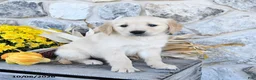 Golden Retriever dogs for sale: Duke - Ad 4