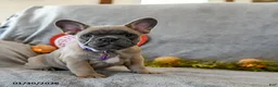 French Bulldog dogs for sale: Winter - Ad 3