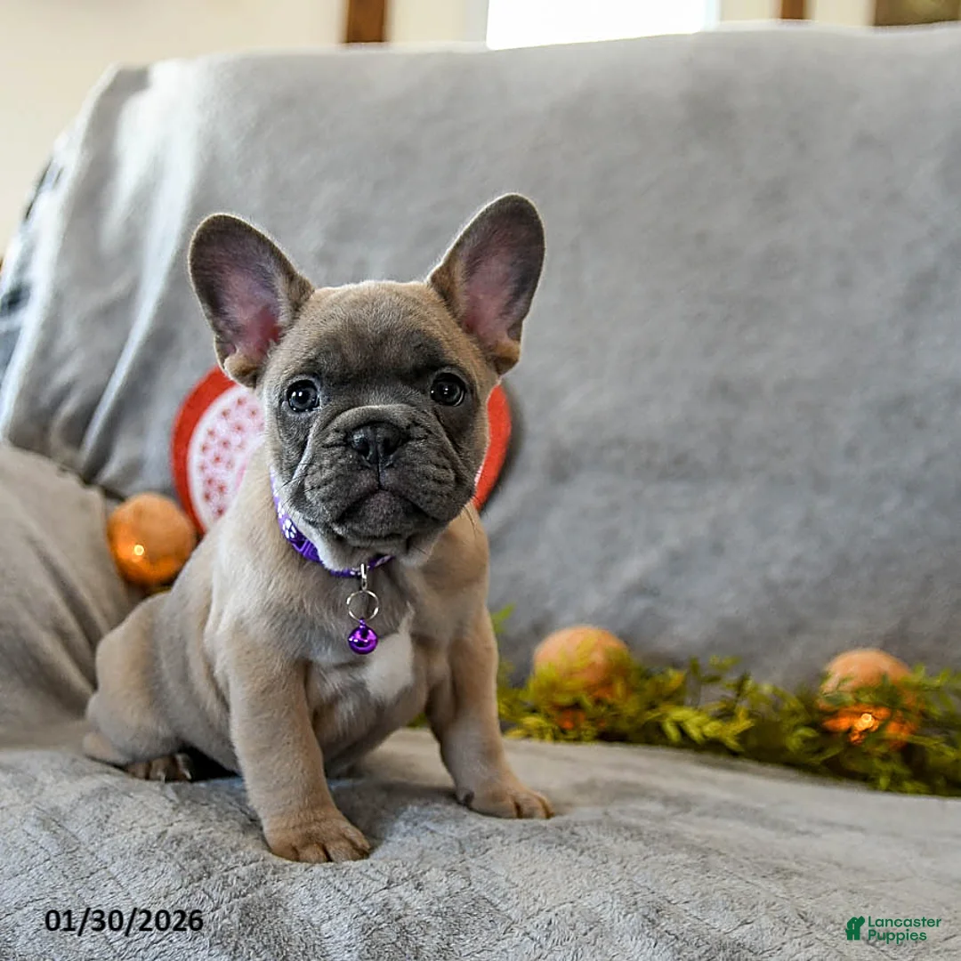 French Bulldog dogs for sale: Winter - Ad 3