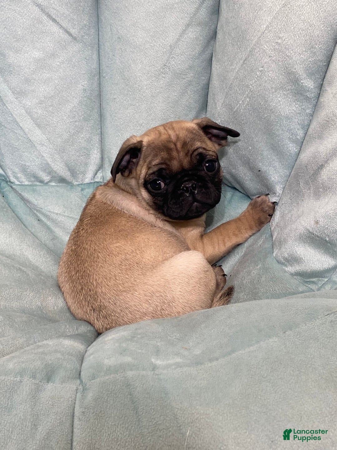 Pug dogs for sale: Princess  - Ad 1