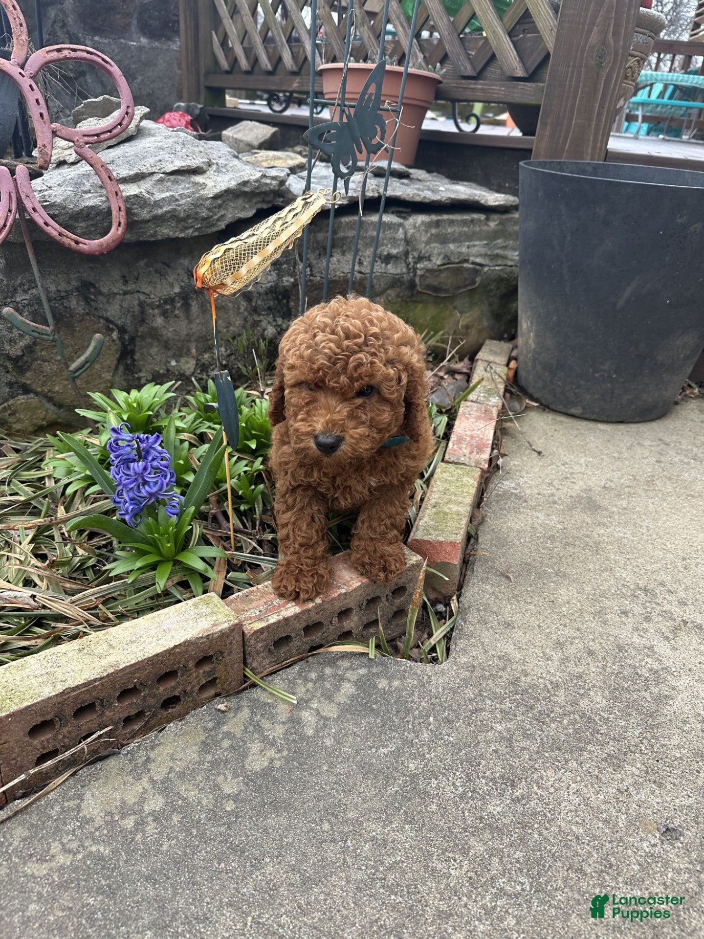 Mixed Breed dogs Jasper - Ad 10