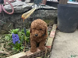 Mixed Breed dogs Jasper - Ad 10