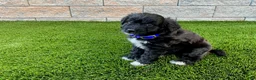 Sheltiedoodle dogs for sale: Mindy - Ad 4