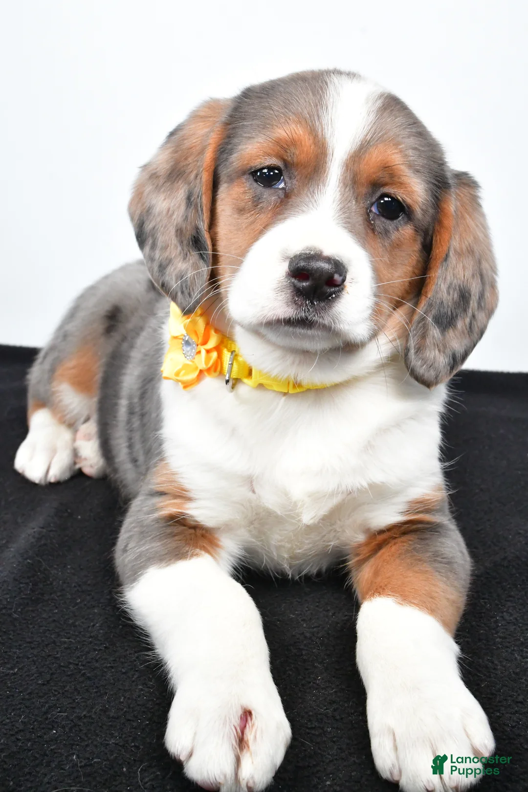 Mixed Breed dogs for sale: Tula - Ad 4