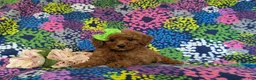Miniature Poodle dogs for sale: Tarynn - Ad 5