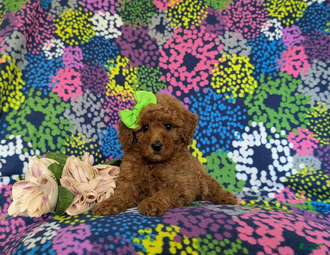 Miniature Poodle dogs for sale: Tarynn - Ad 5