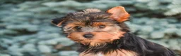 Yorkshire Terrier dogs for sale: Tahoe - Ad 3