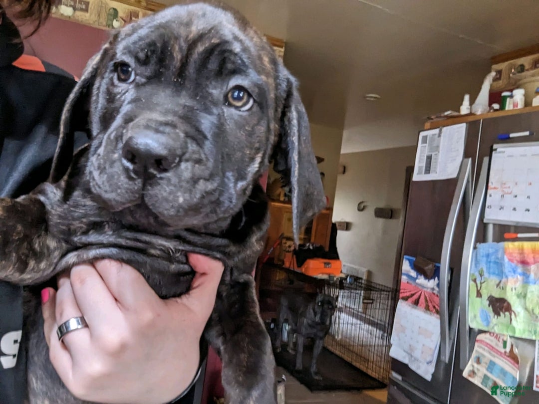 Gallery Image {{count}}