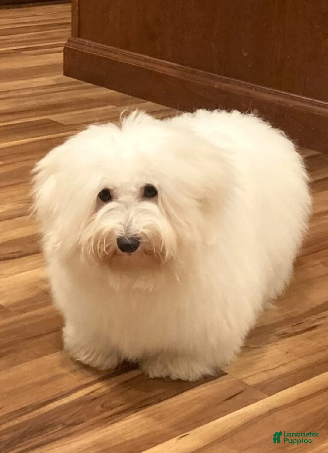 Coton De Tulear dogs for sale: Colby  - Ad 8