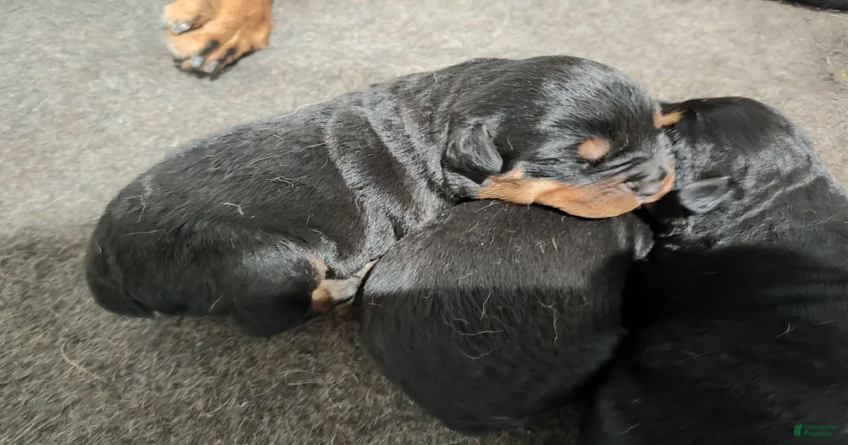 Rottweiler Puppy 4 Rottweiler for sale in Detroit | Lancaster Puppies