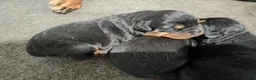 Rottweiler dogs for sale: Rottweiler Puppy 4 - Ad 1