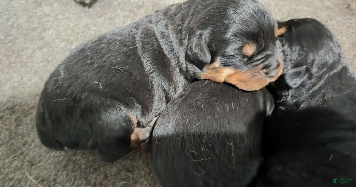 Rottweiler Puppy 4 Rottweiler for sale in Detroit | Lancaster Puppies