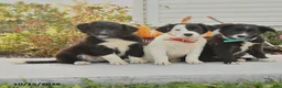 Border Collie dogs for sale: Jade - Ad 3