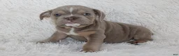 English Bulldog dogs for sale: Kane - Ad 5