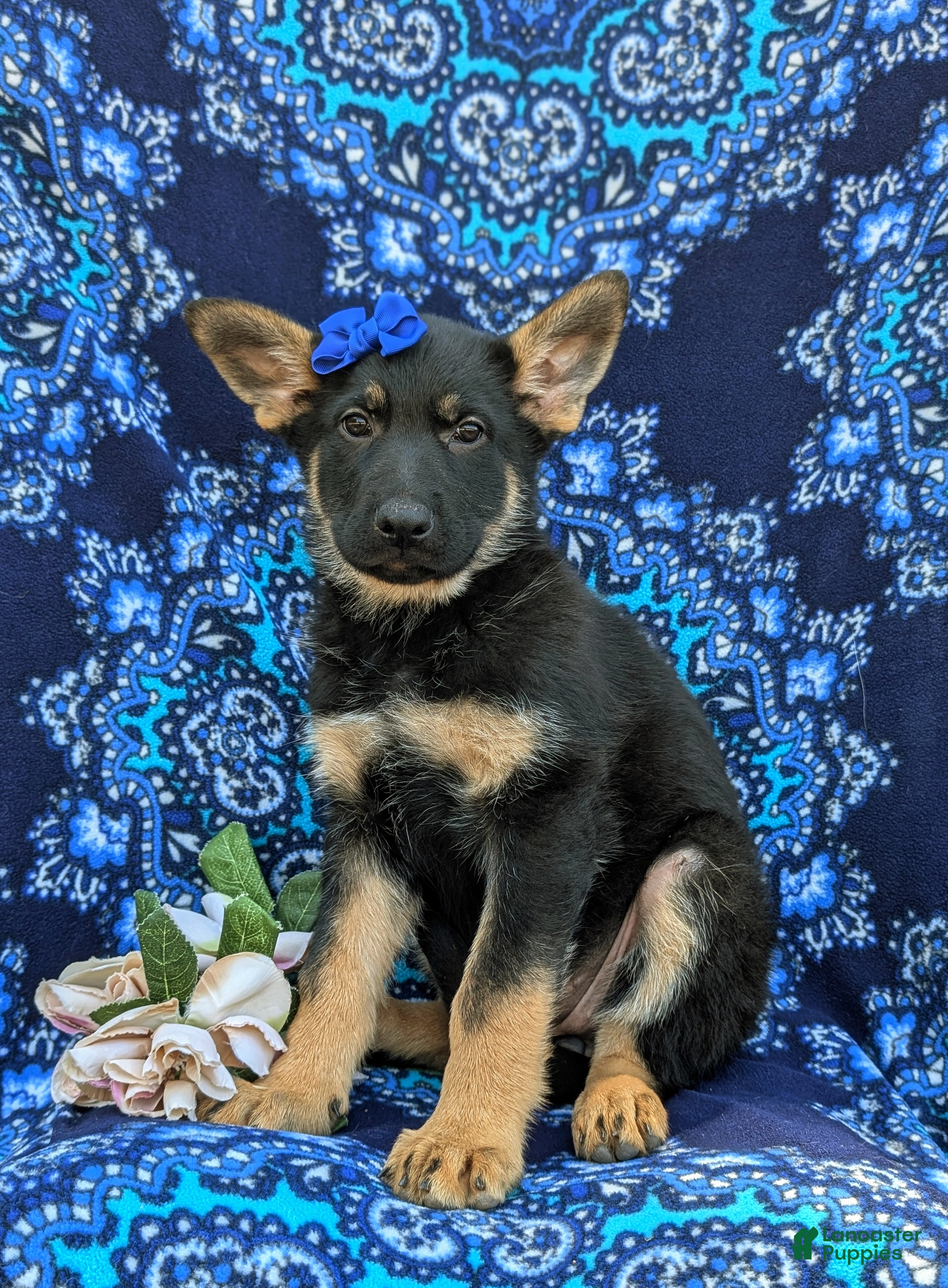 German Shepherd dogs Sage - Ad 2