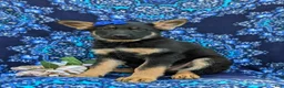 German Shepherd dogs for sale: Sage - Ad 2