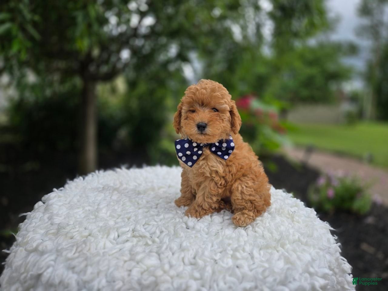 Miniature Poodle dogs Blake - Ad 2