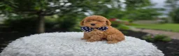 Miniature Poodle dogs for sale: Blake - Ad 2