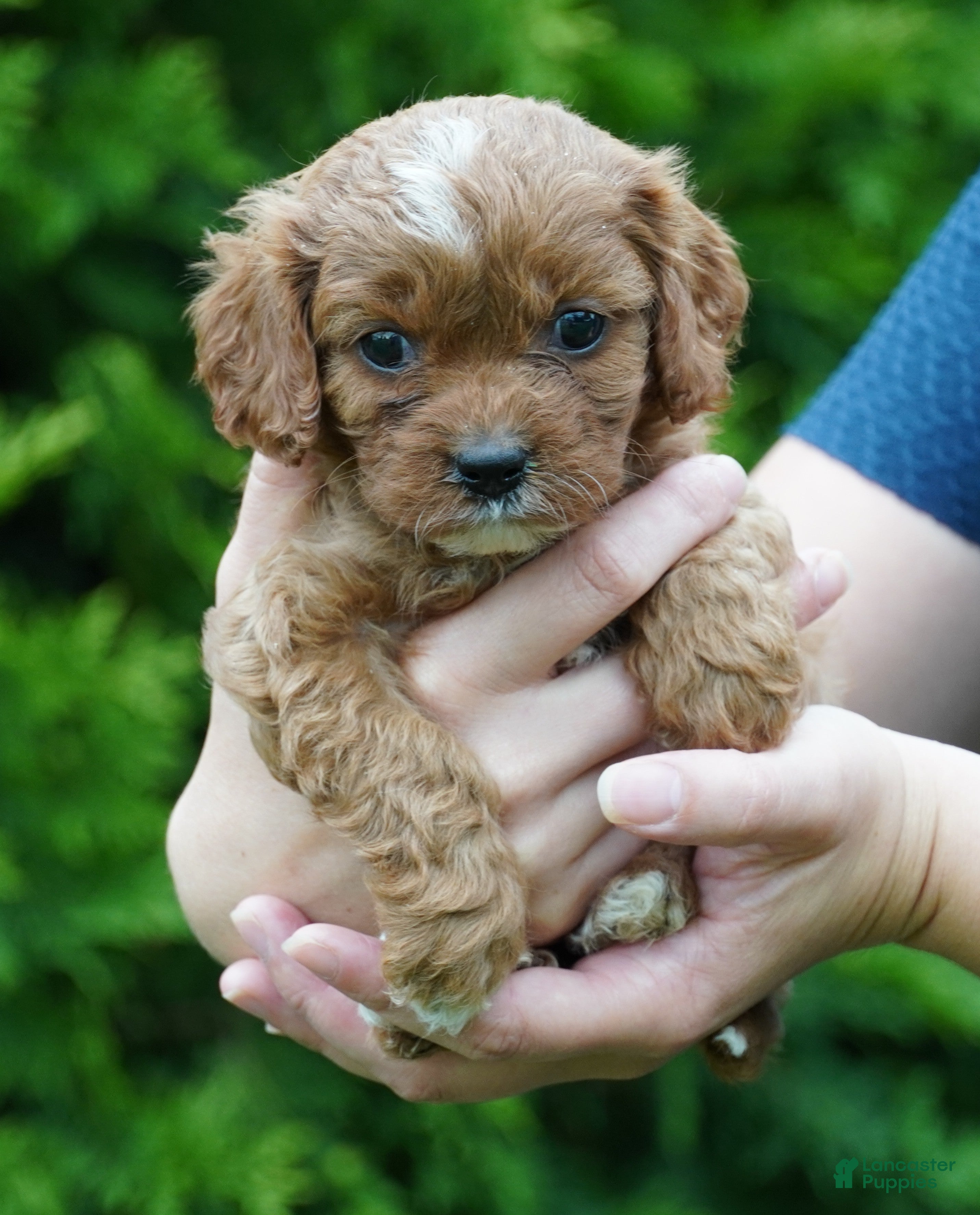 Cavachon dogs Bella - Ad 1