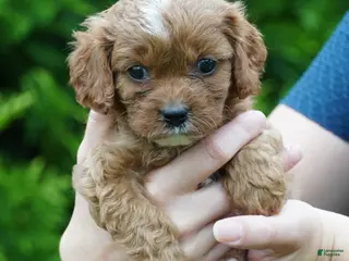 Cavachon dogs for sale: Bella - Ad 3