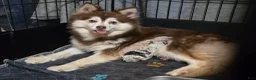 Pomsky dogs for sale: Toy red merle - Ad 16