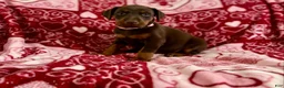 Doberman Pinscher dogs for sale: Rose-Not AMISH  - Ad 2