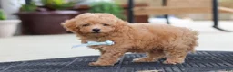 Maltipoo dogs for sale: Kevin - Ad 3
