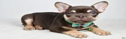 French Bulldog dogs for sale: Wesley - Ad 6