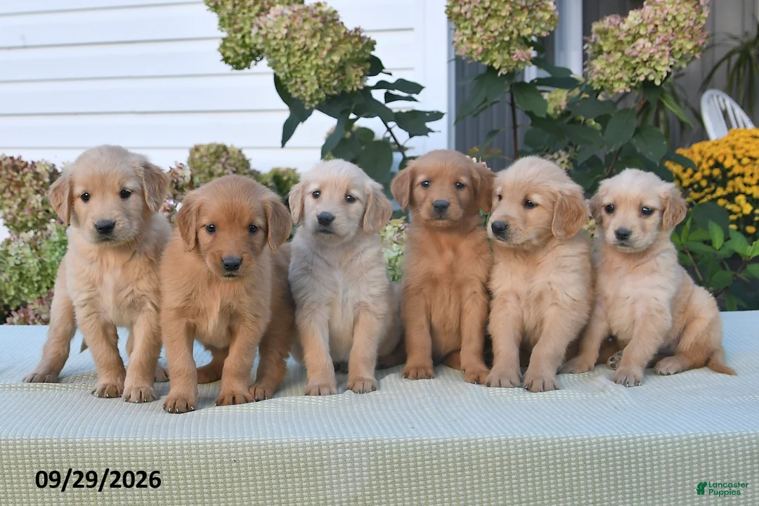Golden Retriever dogs for sale: Buttercup - Ad 2