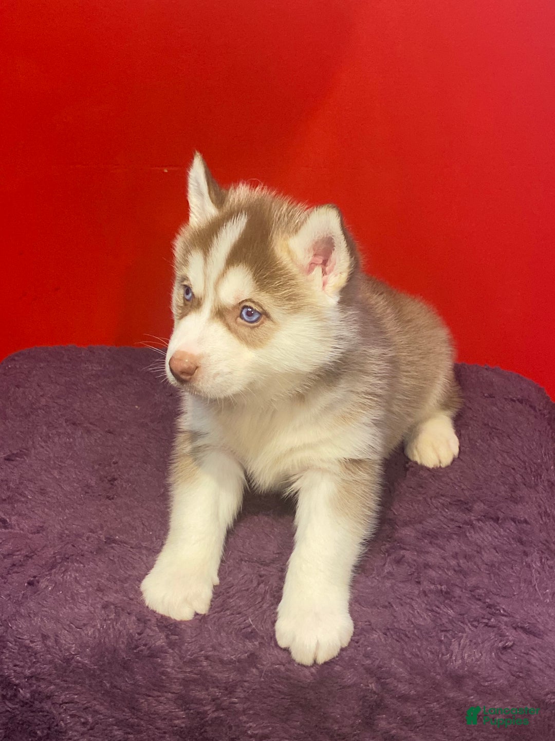 Siberian Husky dogs for sale: Oscar - Ad 11