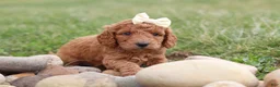 Mini Goldendoodle dogs for sale: Treva - Ad 2
