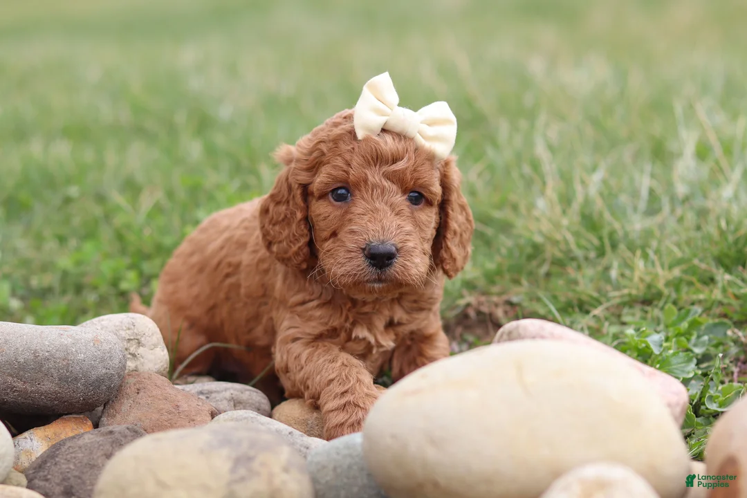 Mini Goldendoodle dogs for sale: Treva - Ad 2