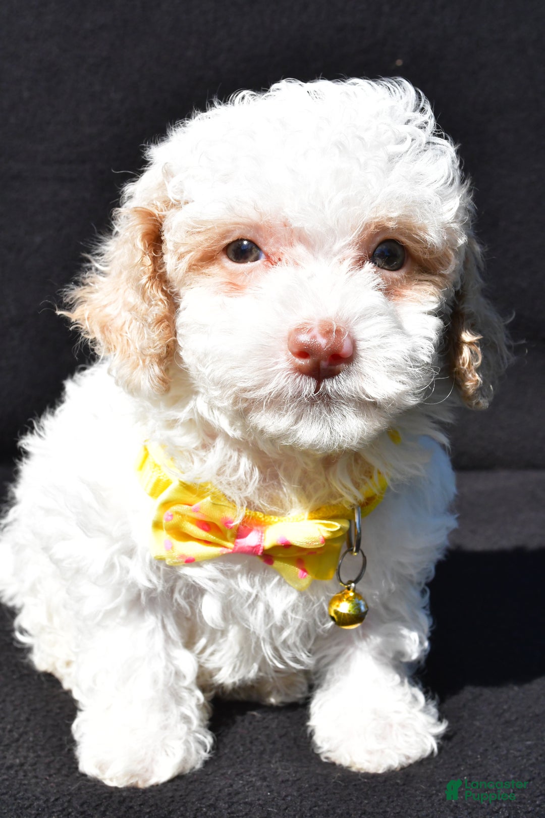 Miniature Poodle dogs for sale: Maddox - Ad 5