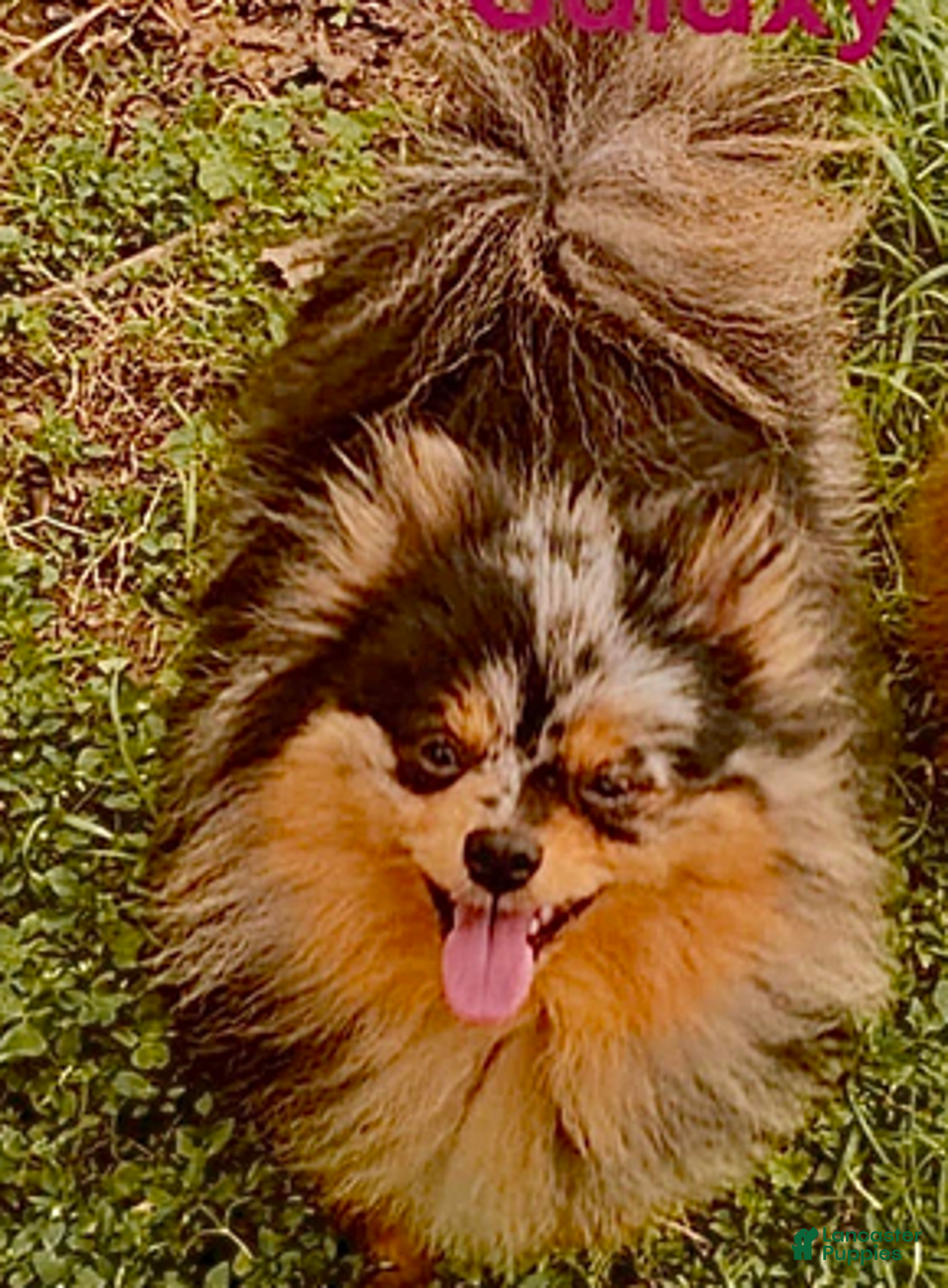 Pomeranian dogs for sale: Toast - Ad 6