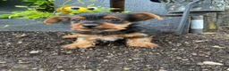 Yorkshire Terrier dogs for sale: Tommy - Ad 5