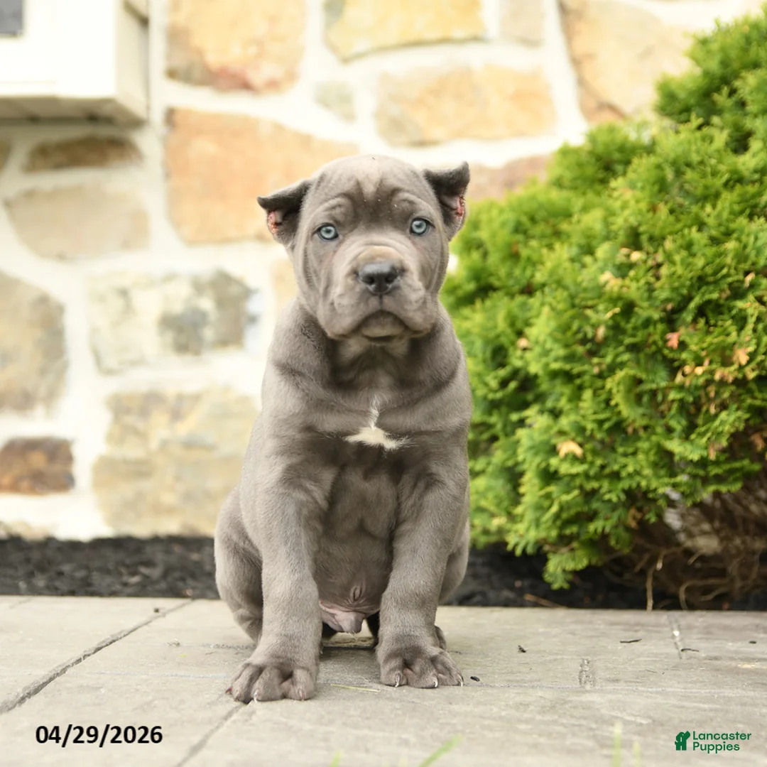 Cane Corso dogs for sale: Bandit - Ad 2
