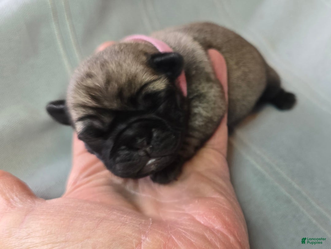 Pug dogs for sale: Norma Jean - Ad 3