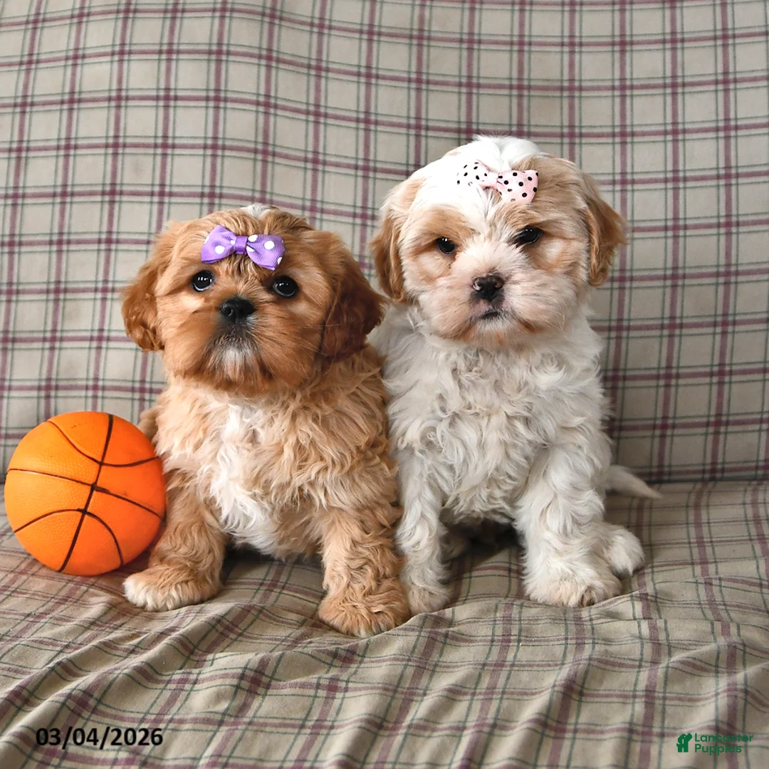 Mixed Breed dogs for sale: Barney - Ad 5