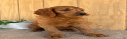 Goldendoodle dogs for sale: Gavin - Ad 15