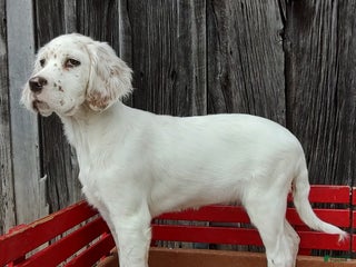 English Setter dogs - Ad 1