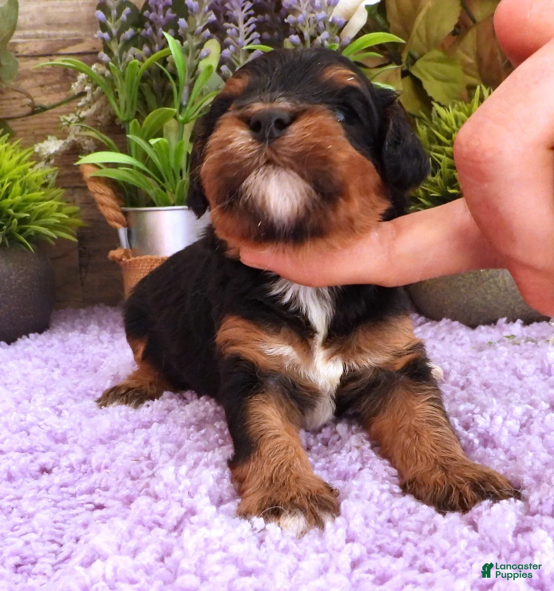Cavapoo dogs for sale: Autumn's #6 Male - Ad 2