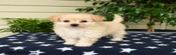 Bichpoo dogs for sale: Amber - Ad 4
