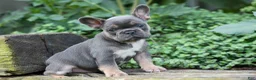 French Bulldog dogs for sale:  Francie💕 - Ad 4