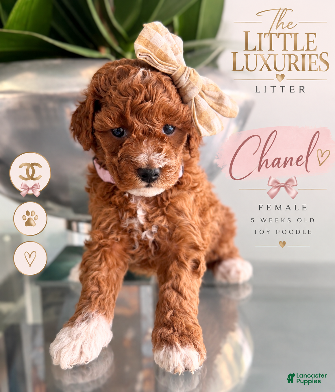 Miniature Poodle dogs for sale: Miniature Poodle 4 - Ad 1