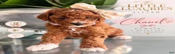 Miniature Poodle dogs for sale: Miniature Poodle 4 - Ad 1