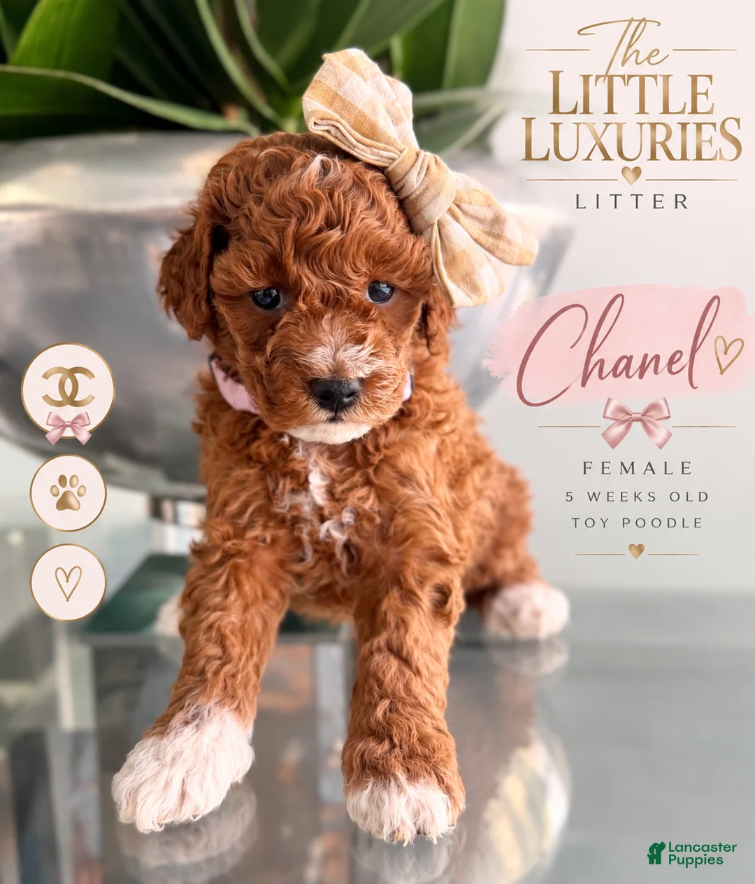 Miniature Poodle dogs for sale: Miniature Poodle 4 - Ad 1