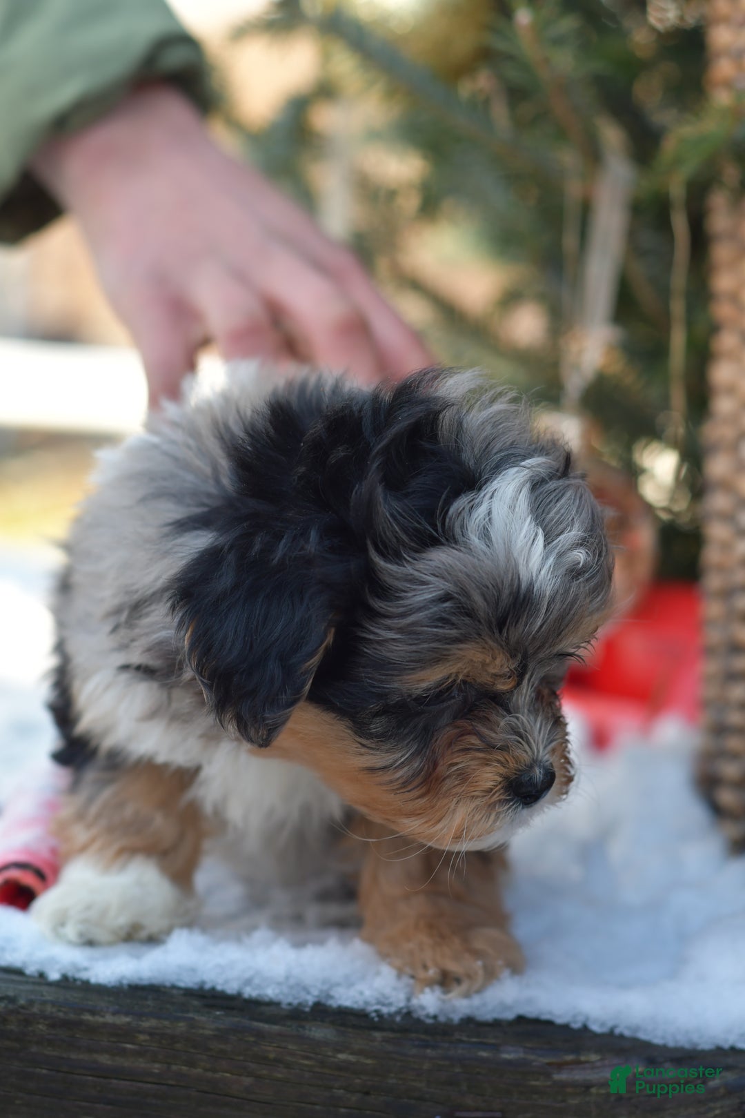 Mini Aussiedoodle dogs for sale: Jackson - Ad 20