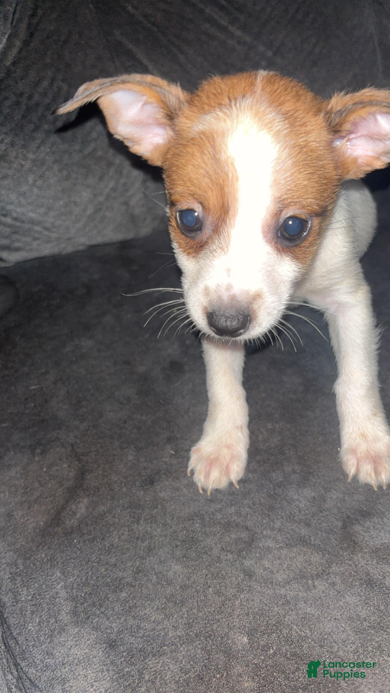 Mixed Breed dogs Mixed Breed 6 - Ad 38