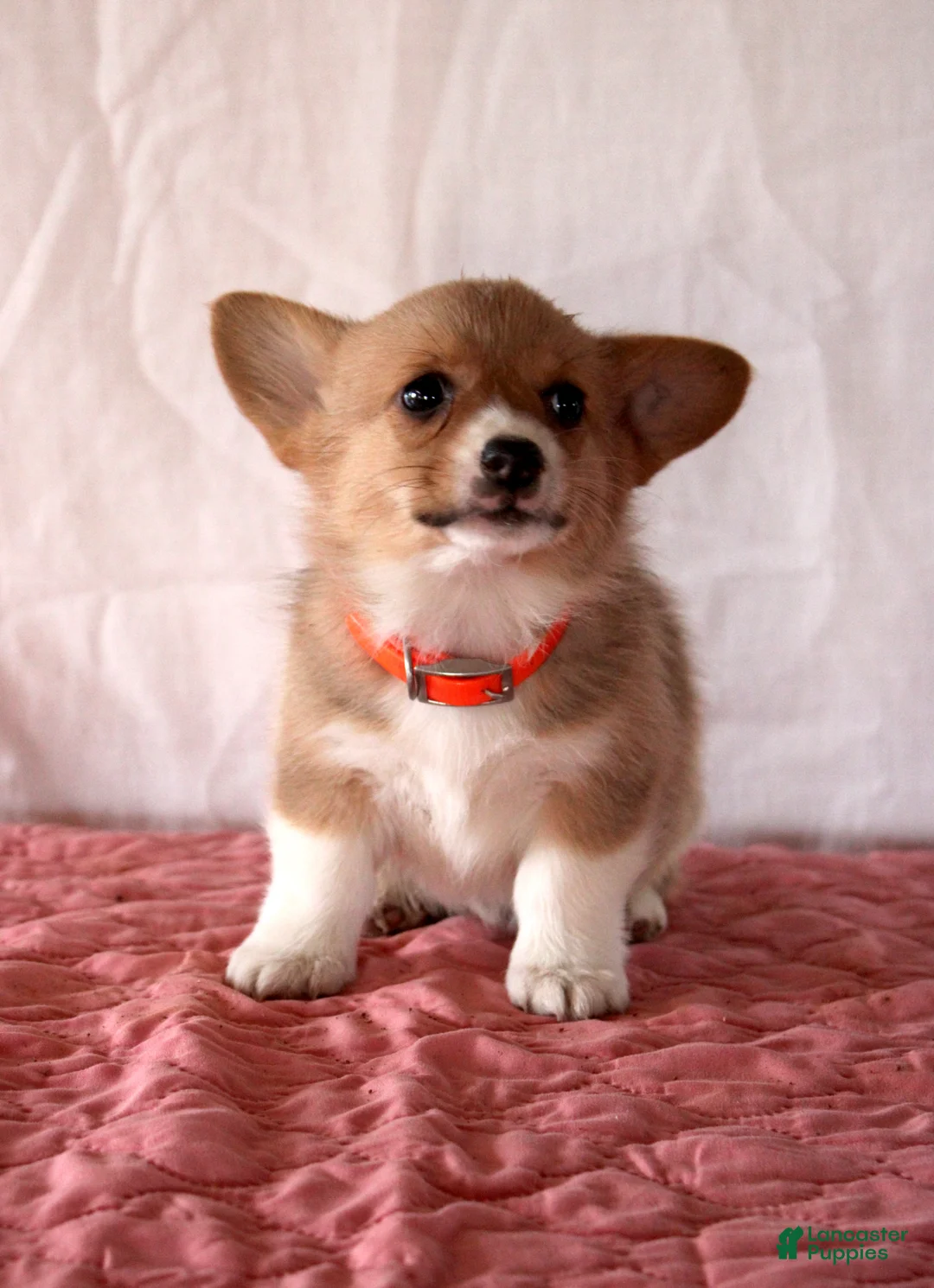 Welsh Corgi Pembroke dogs for sale: Lucy - Ad 1